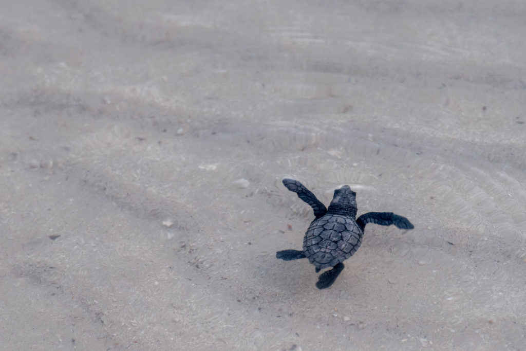 Miles De Tortugas Golfinas En Peligro De Extinci N Nacen En Sonora