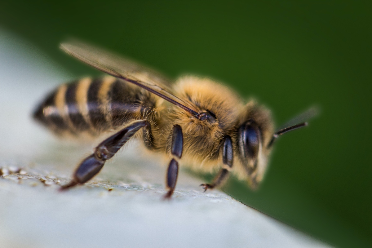 C Mo Curar Una Picadura De Abeja Con Remedios Naturales