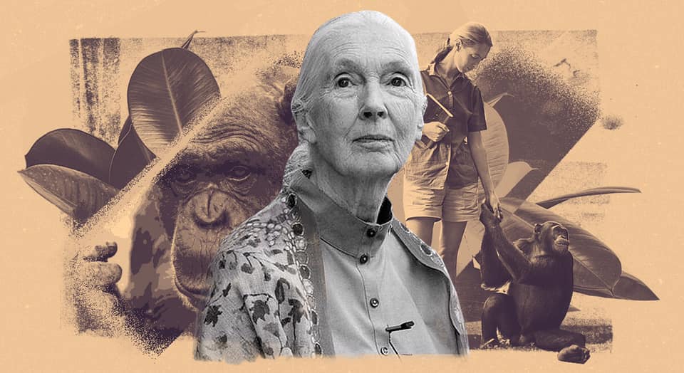 El Instituto Jane Goodall dará un curso en línea de conciencia ambiental