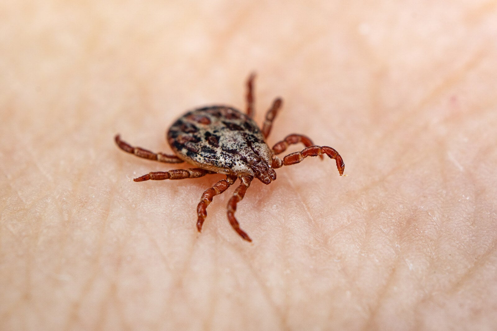 Una Inyección Anual Podría Evitar La Enfermedad De Lyme En 2023