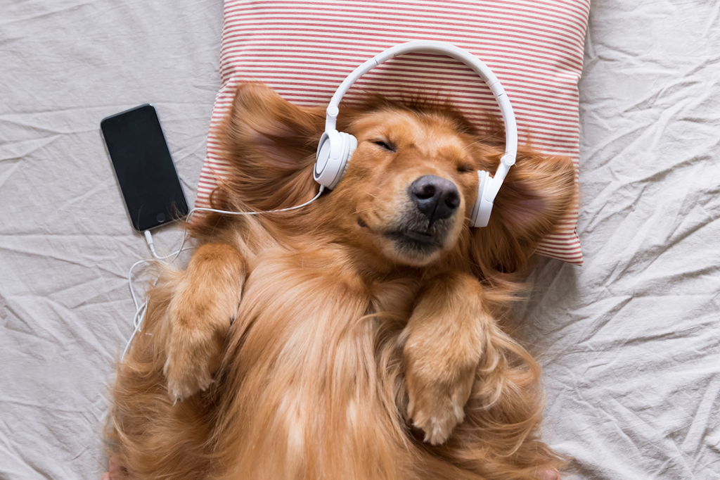 Estos ritmos de música provocan efectos positivos en nuestras neuronas - shutterstock-671021971