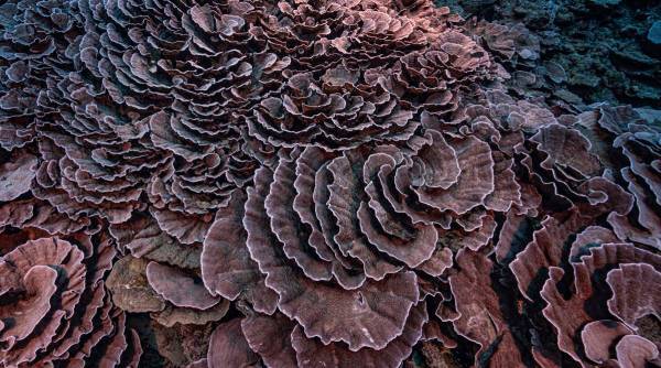 Descubren nuevo arrecife de corales gigantes en la periferia de la Polinesia Francesa - raro-arrecife-de-coral-pristino-encontrado-en-la-costa-de